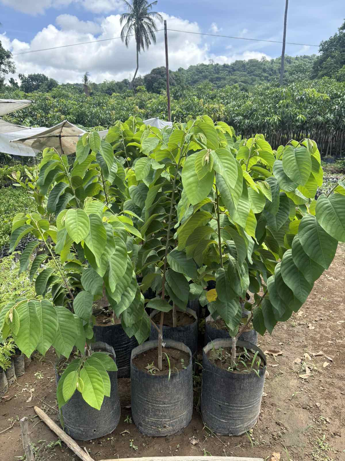 Atimoya