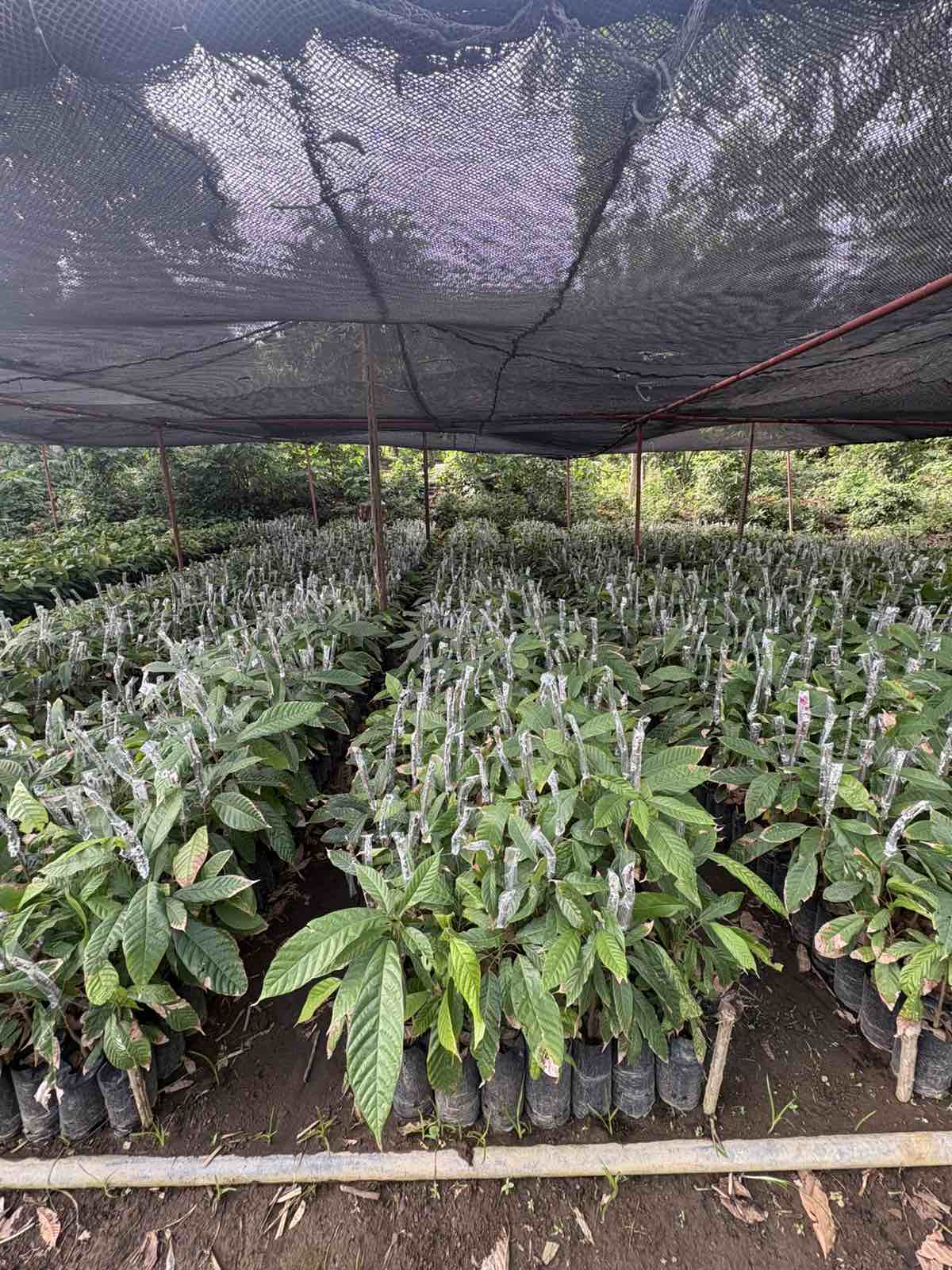 Cacao