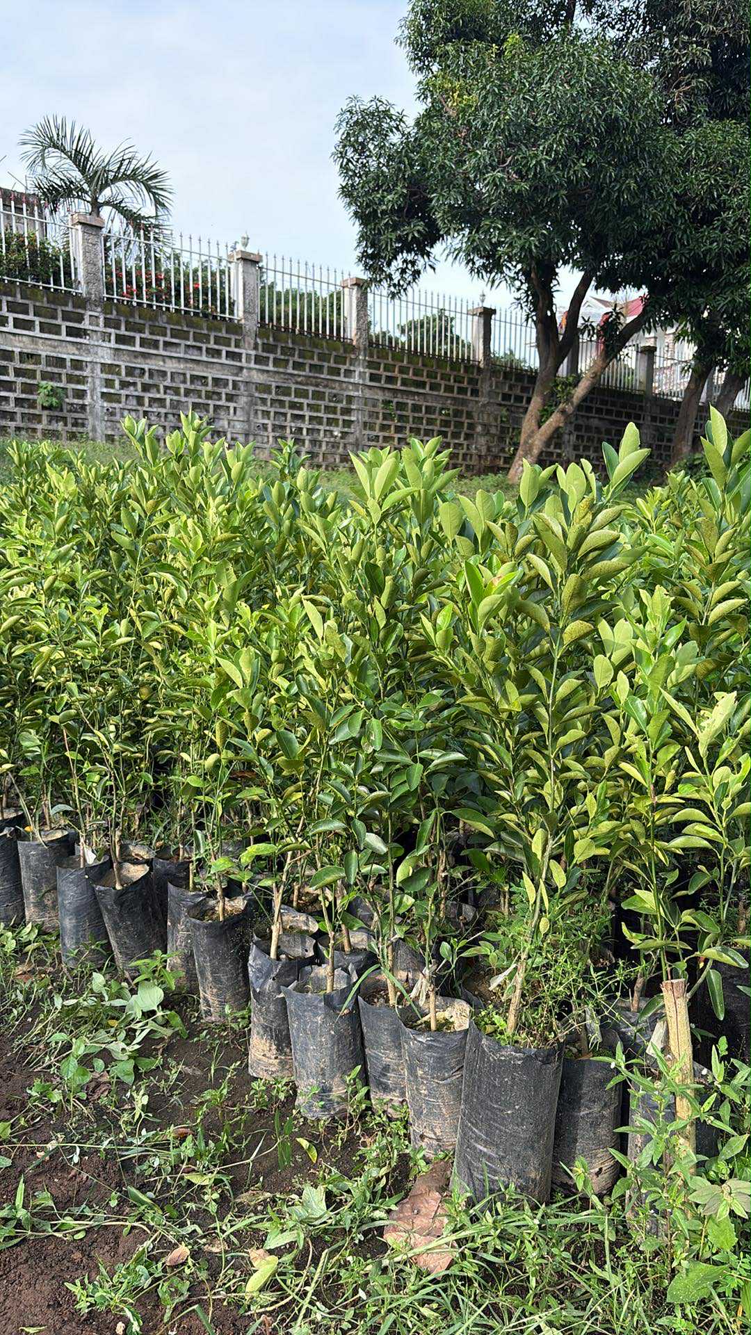 Calamansi