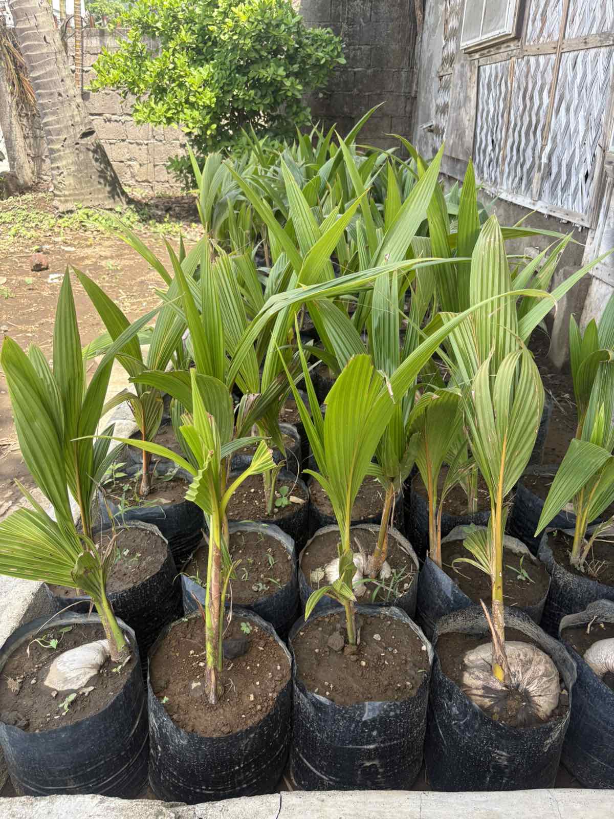 Dwarf Coconut