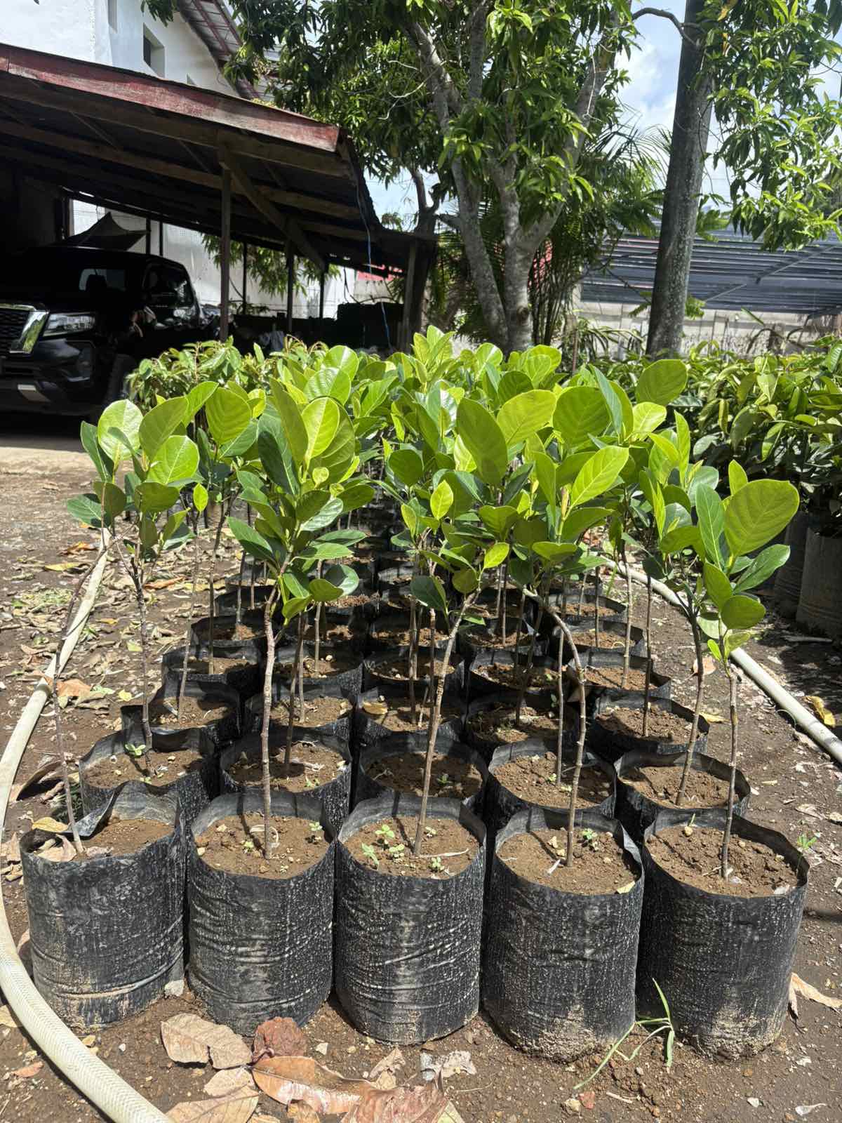 Eviarc Jackfruit
