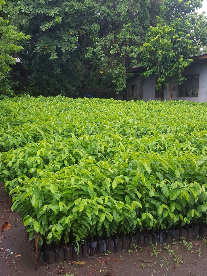 Guyabano