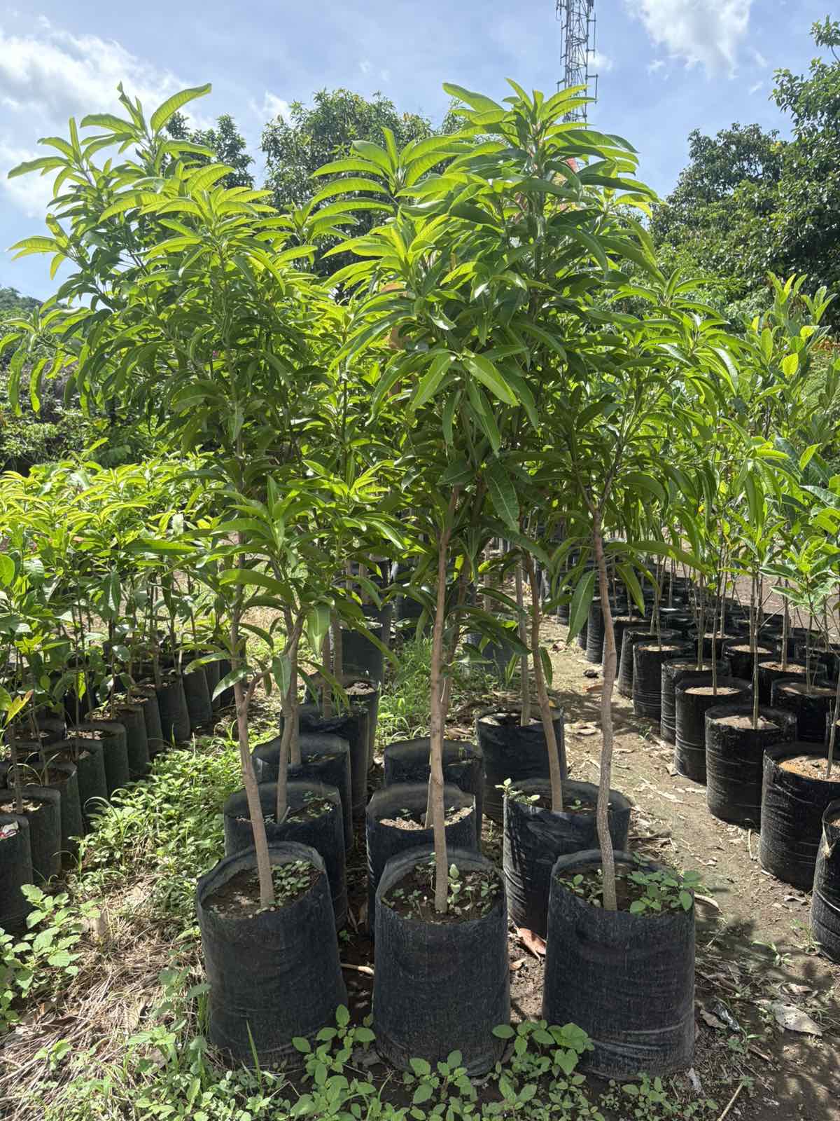 Indian Mango