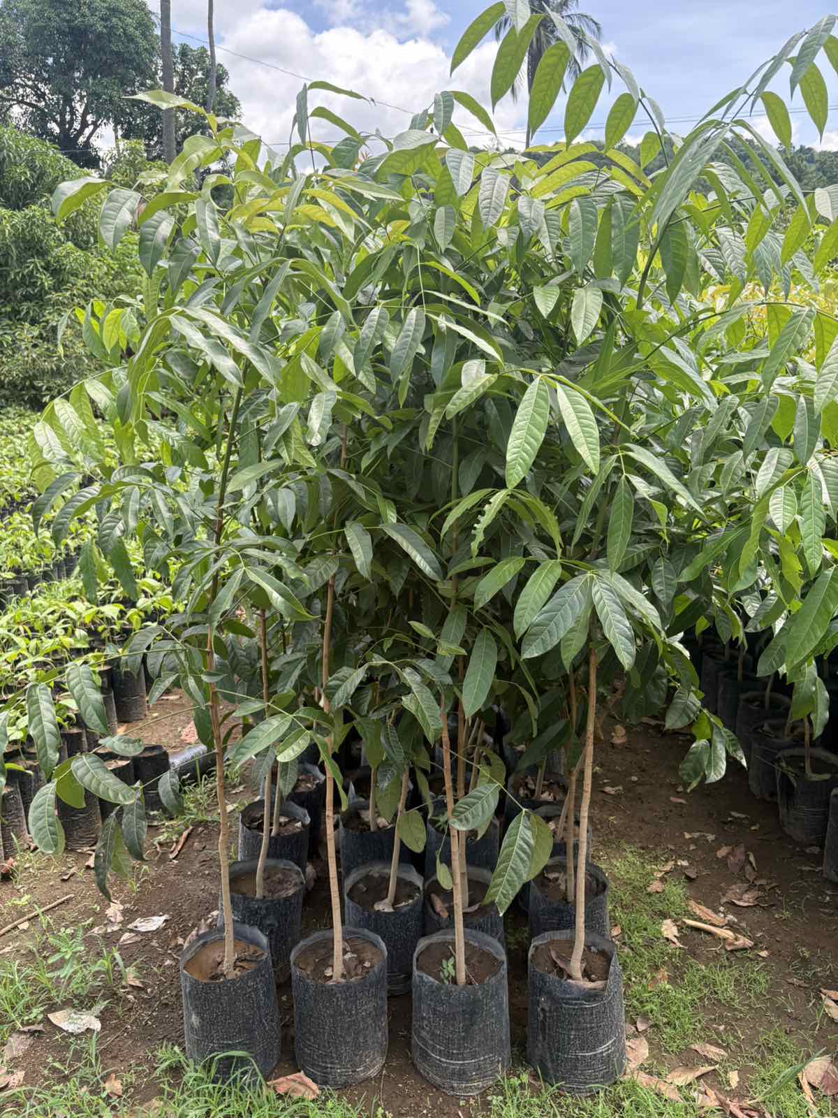 Mahogany