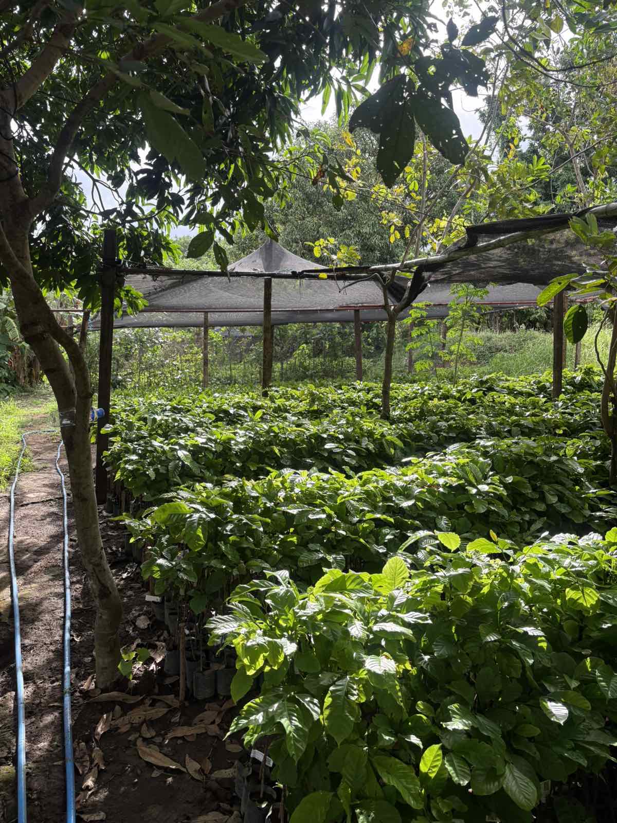 Robusta Coffee