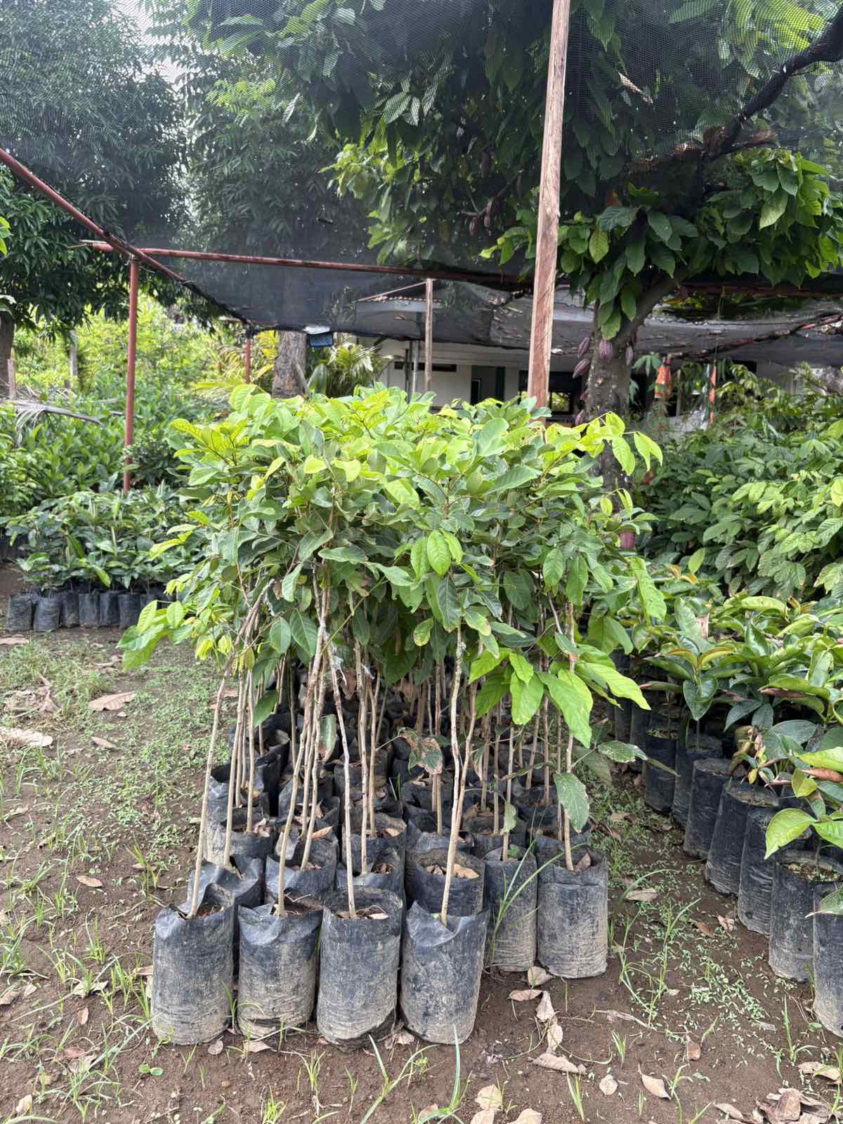 RR Rambutan